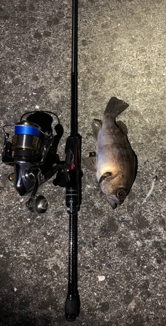 アカメバルの釣果