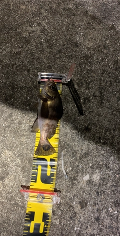 アカメバルの釣果