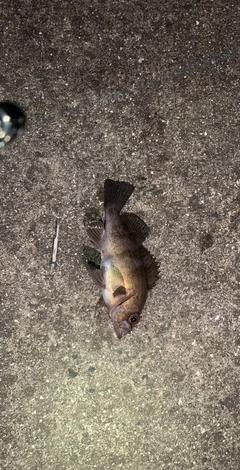 アカメバルの釣果