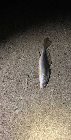 セイゴ（タイリクスズキ）の釣果