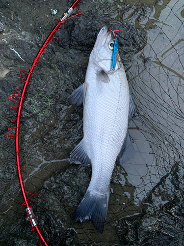 ヒラスズキの釣果