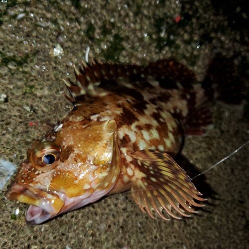 カサゴの釣果