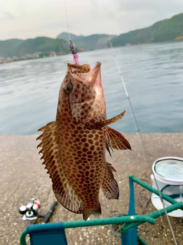 オオモンハタの釣果