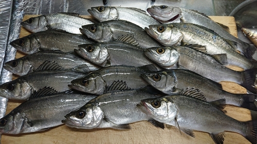 マハゼの釣果