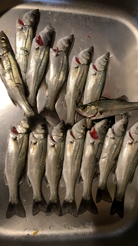 セイゴ（タイリクスズキ）の釣果