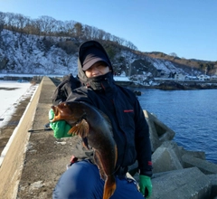 アイナメの釣果