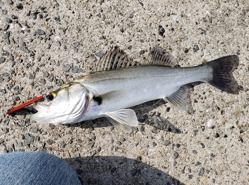 ハクラ（ヒラスズキ）の釣果