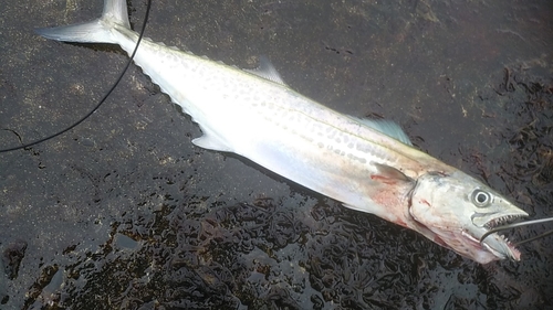 サゴシの釣果