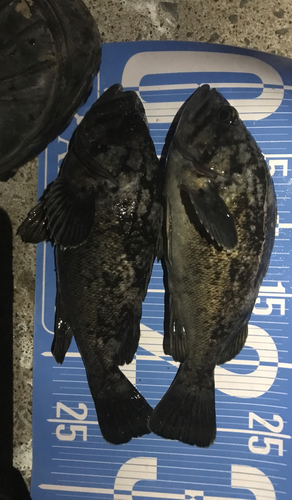 ソイの釣果