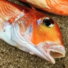 アマダイの釣果