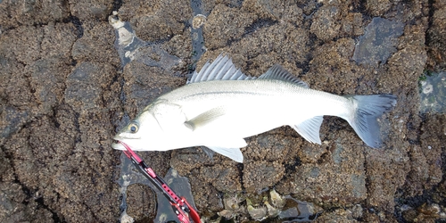 セイゴ（マルスズキ）の釣果