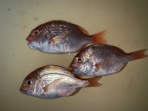 レンコダイの釣果