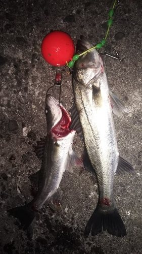 シーバスの釣果