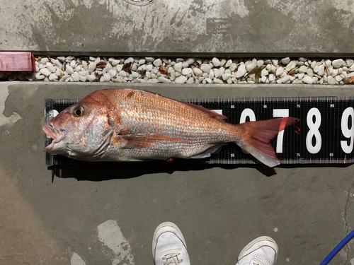 マダイの釣果