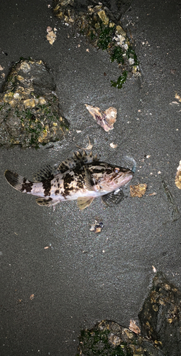 タケノコメバルの釣果