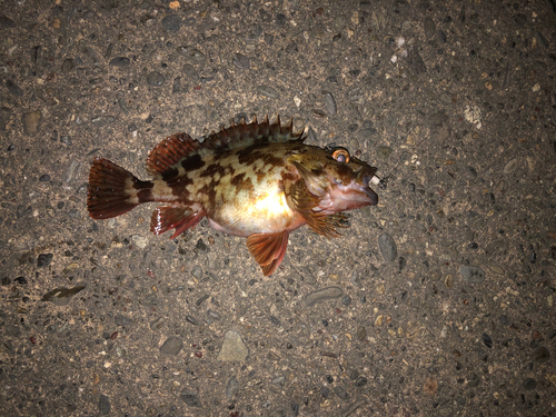 カサゴの釣果