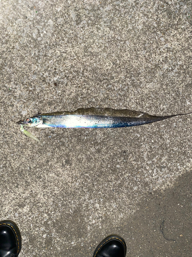 タチウオの釣果