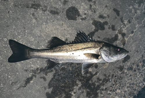 フッコ（マルスズキ）の釣果