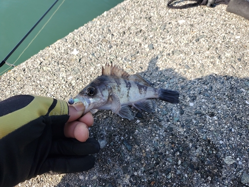 クロメバルの釣果