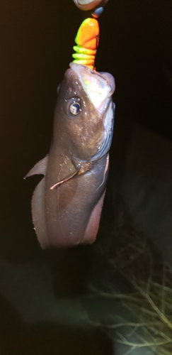 ドンコの釣果