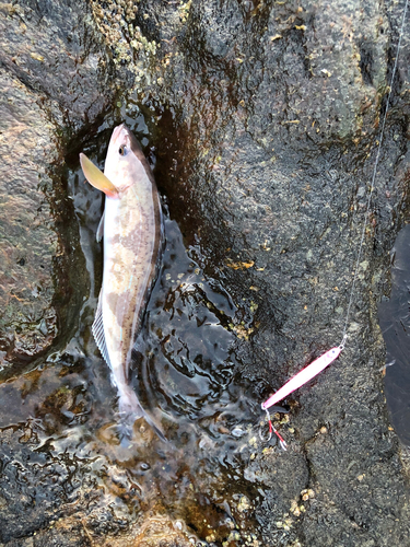 ホッケの釣果