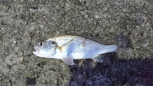 イシモチの釣果