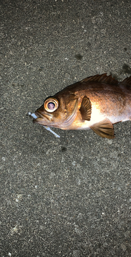 シロメバルの釣果