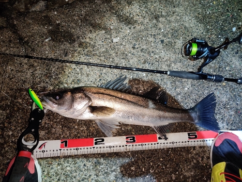 シーバスの釣果