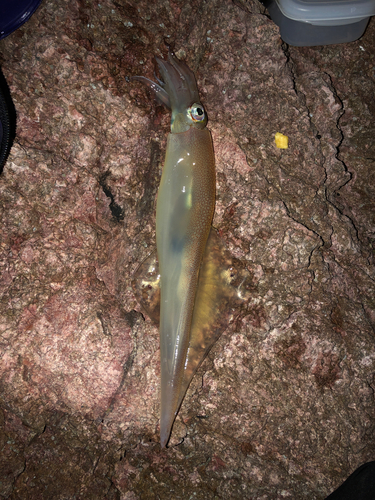 ヤリイカの釣果