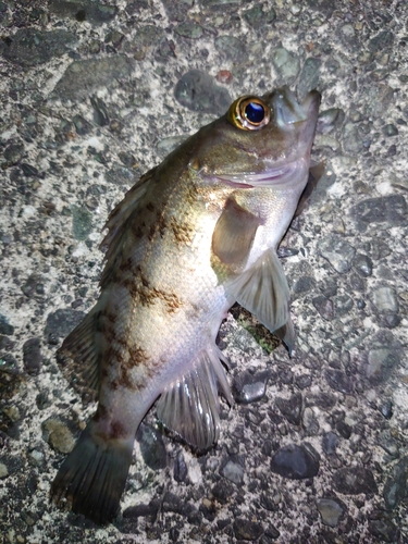 メバルの釣果