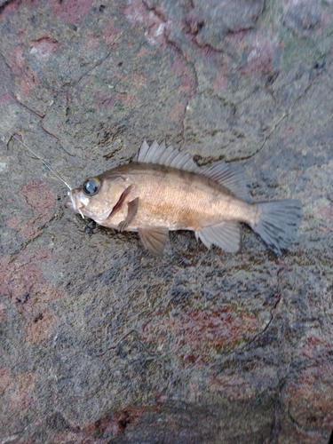 クロメバルの釣果