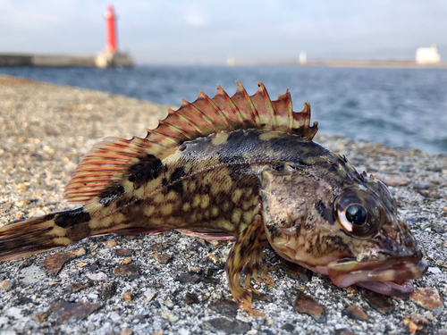 ガシラの釣果