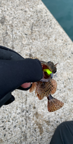 アヤメカサゴの釣果