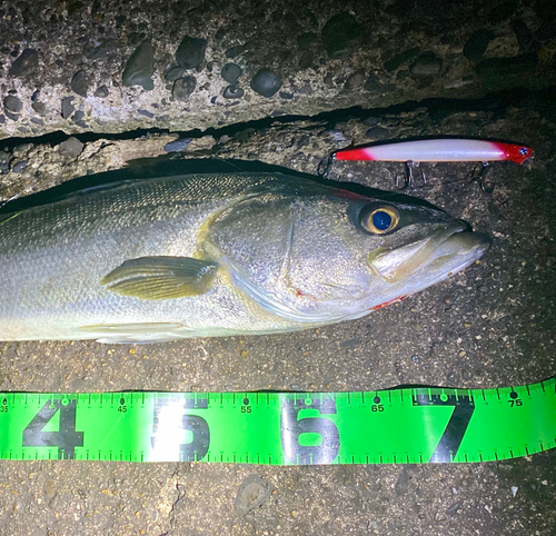 シーバスの釣果