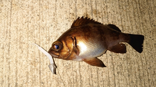 メバルの釣果