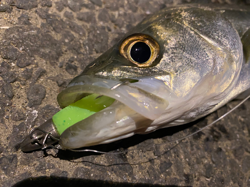 シーバスの釣果