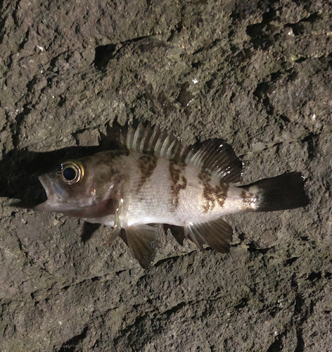 メバルの釣果