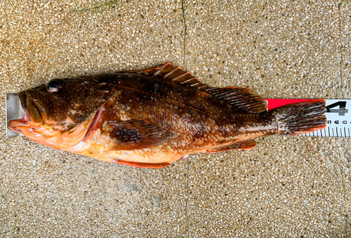 カサゴの釣果