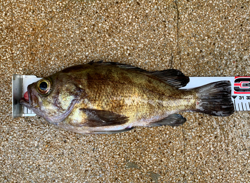 クロメバルの釣果