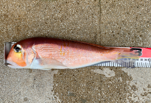 アマダイの釣果