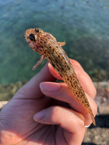 サビハゼの釣果