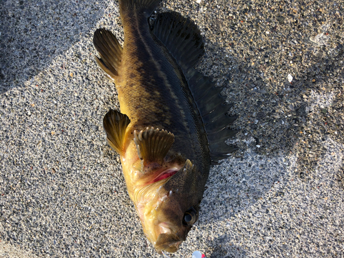 ソイの釣果