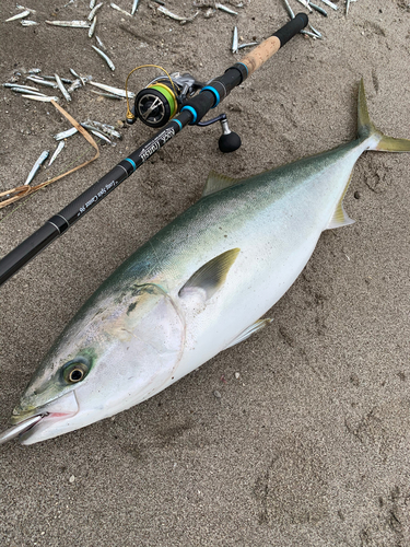 ブリの釣果