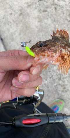 アヤメカサゴの釣果