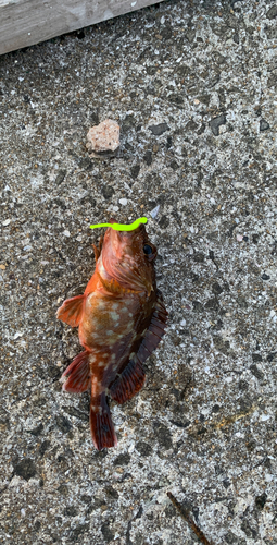 アカメバルの釣果