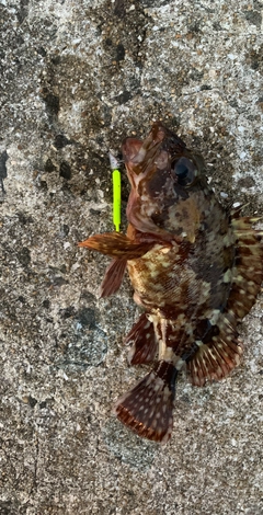 アカメバルの釣果
