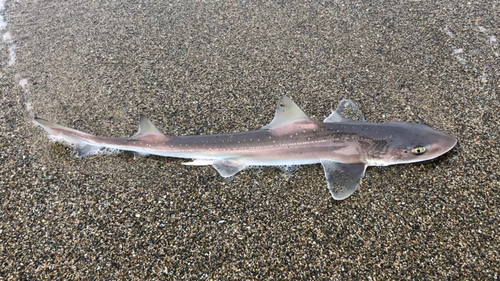 ホシザメの釣果