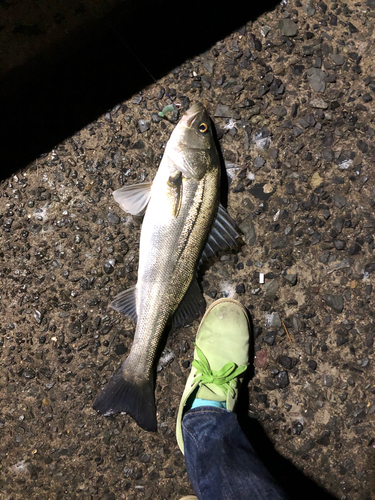 シーバスの釣果