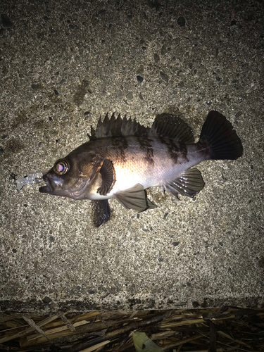 メバルの釣果