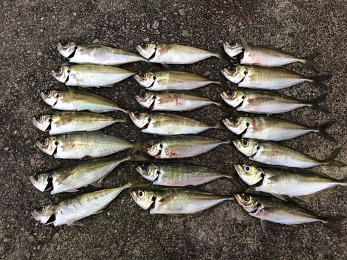 アジの釣果